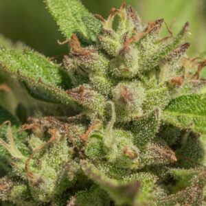 Mendo Breath Feminized Seeds