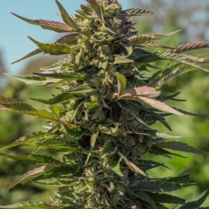 Snow Panda FAST Feminized Seeds