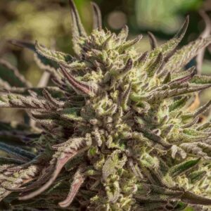 Space Panda Feminized Seeds