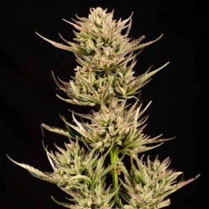 Cookie Apple OG F1 Auto feminized Seeds - 5 Seeds