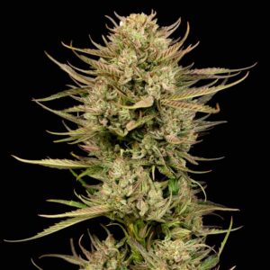 Cherry Punch F1 feminized Seeds - 5 Seeds
