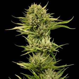 Blueberry Pie F1 Fast feminized Seeds - 10 Seeds