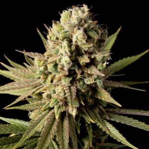 Gorilla Gas F1 Fast feminized Seeds - 3 Seeds