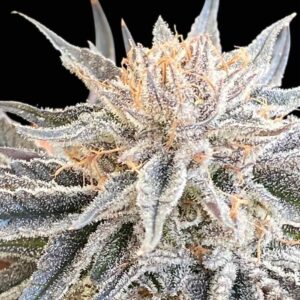 Alaskan Do-Si-Dos feminized Seeds - 100 Seeds