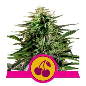 Cherry Pie feminized Seeds