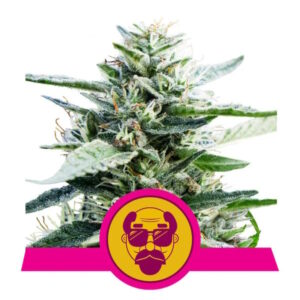 Granddaddy Purple feminized Seeds