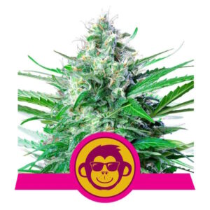 Grape Ape feminized Seeds