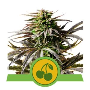 Cherry Pie Auto Feminized Seeds