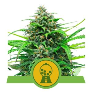 Pink Runtz Auto Feminized Seeds