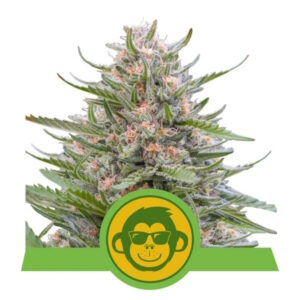 Grape Ape Auto Feminized Seeds
