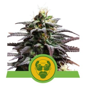 Granddaddy Purple Auto Feminized Seeds