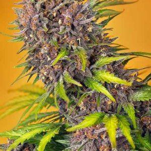 Diablo Rojo XL Auto feminized Seeds