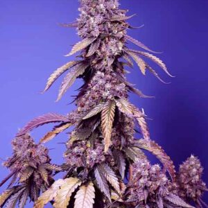 Black Muffin F1 FAST feminized Seeds