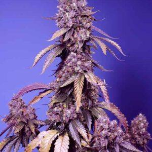 Black Muffin F1 FAST feminized Seeds
