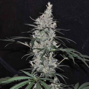 Oaxaca x Panama Regular Seeds