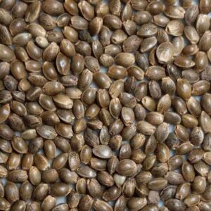 Durban Skunk F1 Regular Seeds2