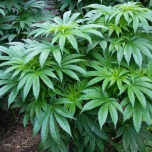 Freak Chunk Regular Seeds2