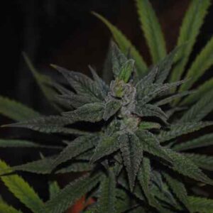 Palmera THCV Regular Seeds2