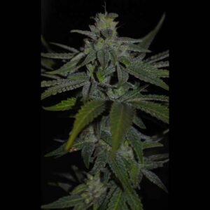 Thai THCV Regular Seeds2