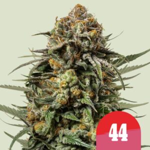Gelato 44 feminized Seeds - 5 Seeds
