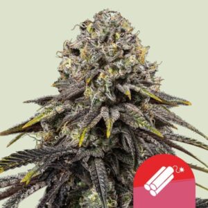 Dynamite Diesel Feminized Seeds