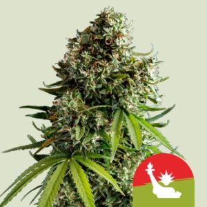 NYC Sour D Auto Feminized Seeds