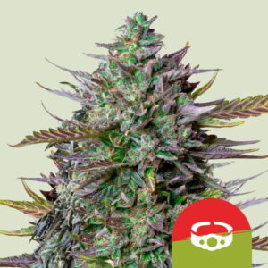 GOAT'lato Auto feminized Seeds - 5 Seeds