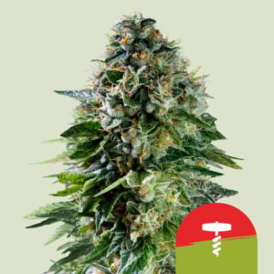 Corkscrew Auto Feminized Seeds