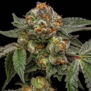Zake Feminized Seeds