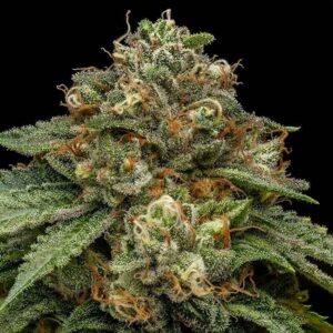 Kroma Feminized Seeds