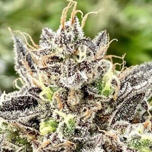 Whale Breath Feminized Seeds