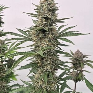 Tahoe Cookies Auto Feminized Seeds