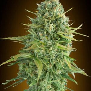 Do-Si-Dos Cookies Auto feminized Seeds