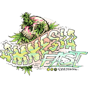Amnesia Fast feminized Seeds - 3 Seeds