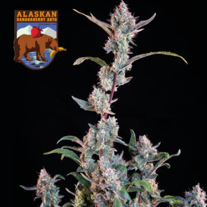 Alaskan Bananaberry Auto feminized Seeds - 5 Seeds