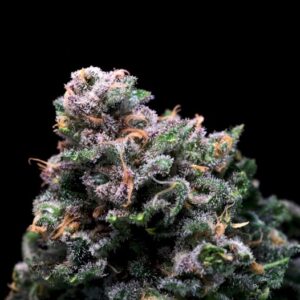 Tropical Cooler Feminized Seeds
