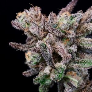 Iced Sangria Feminized Seeds