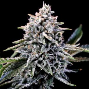 Laundry List Feminized Seeds