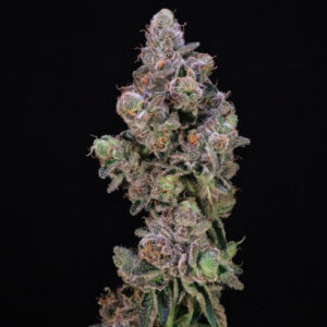 Blueberry Swirl Feminized Seeds
