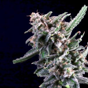 Cherry Lime Reserve Feminized Seeds