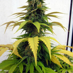 Blueberry Feminized Seeds - Bulk x 100