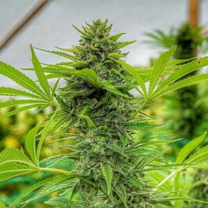 Clementine Slush Feminized Seeds