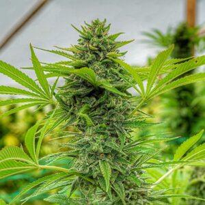 Clementine Slush feminized Seeds