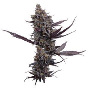 Cinderella Pineapple Feminized Seeds