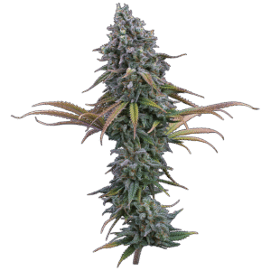 Space Queen Feminized Seeds
