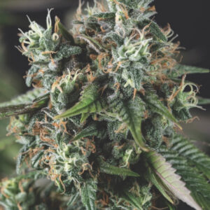 Do Si Dos Auto Feminized Seeds