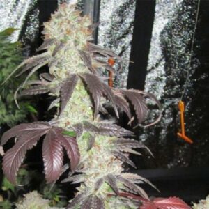 Black Kush Feminized Seeds