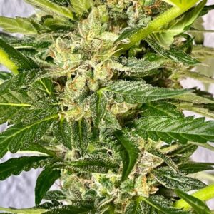 Zkittlez FAST Feminized Seeds - BULK x 100