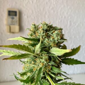 Platinum OG FAST Feminized Seeds - BULK x 100