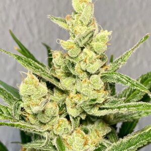 Strawberry Banana FAST Feminized Seeds - BULK x 100
